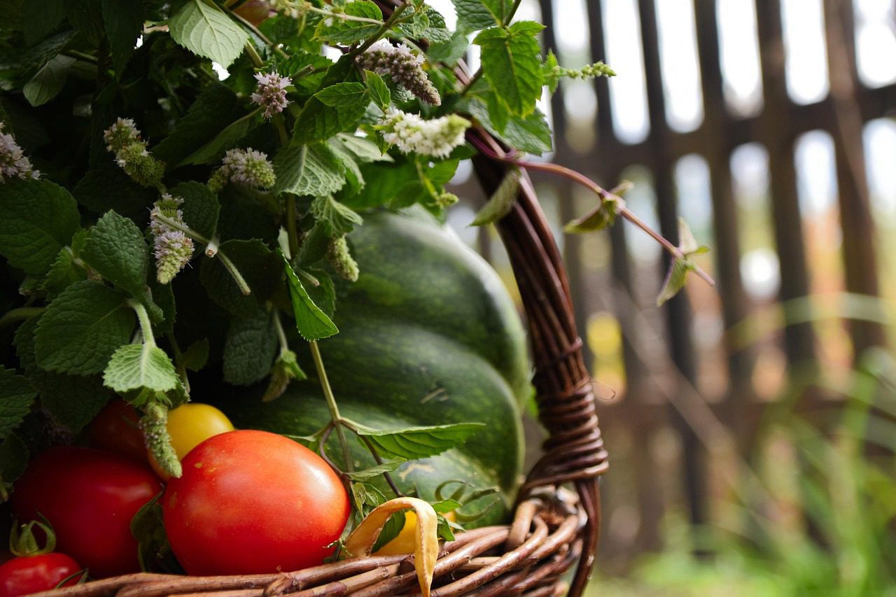 Os tomates são, sem dúvida, um dos tesouros do verão