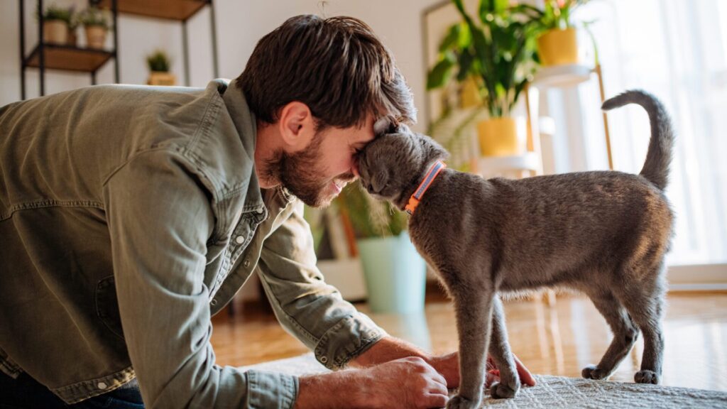 Algumas raças de gatos são muito carinhosas.