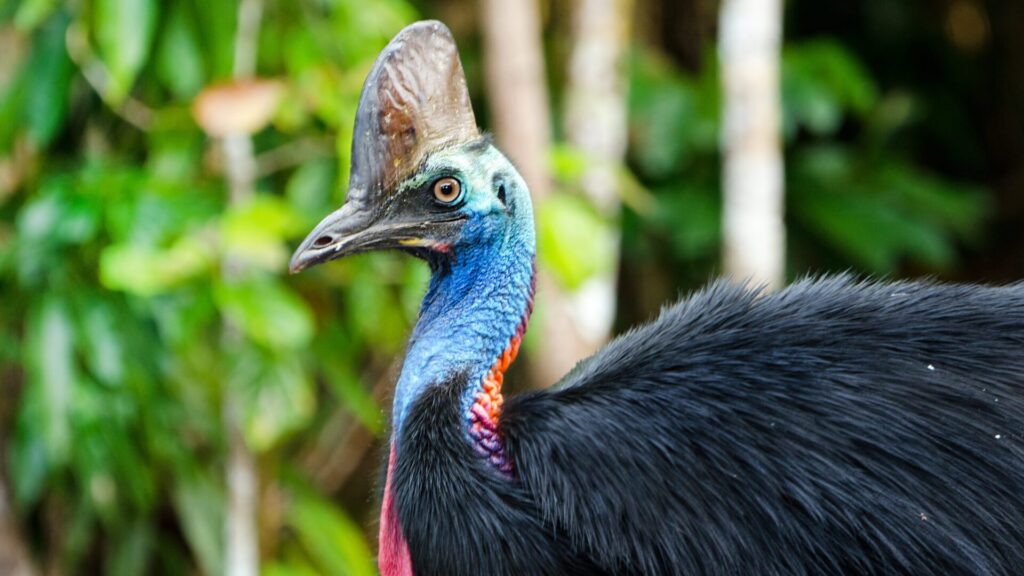 Embora o casuar pareça pacífico, ele é, na verdade, uma das aves mais perigosas.