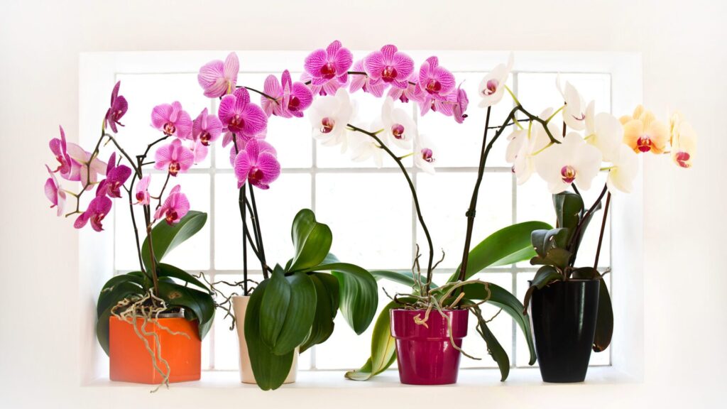 O erro é que as orquídeas geralmente são regadas em excesso.