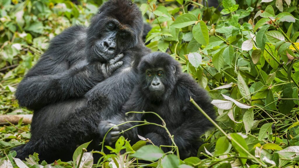 Os gorilas estão em perigo de extinção porque estão perdendo seu habitat natural e sua liberdade.