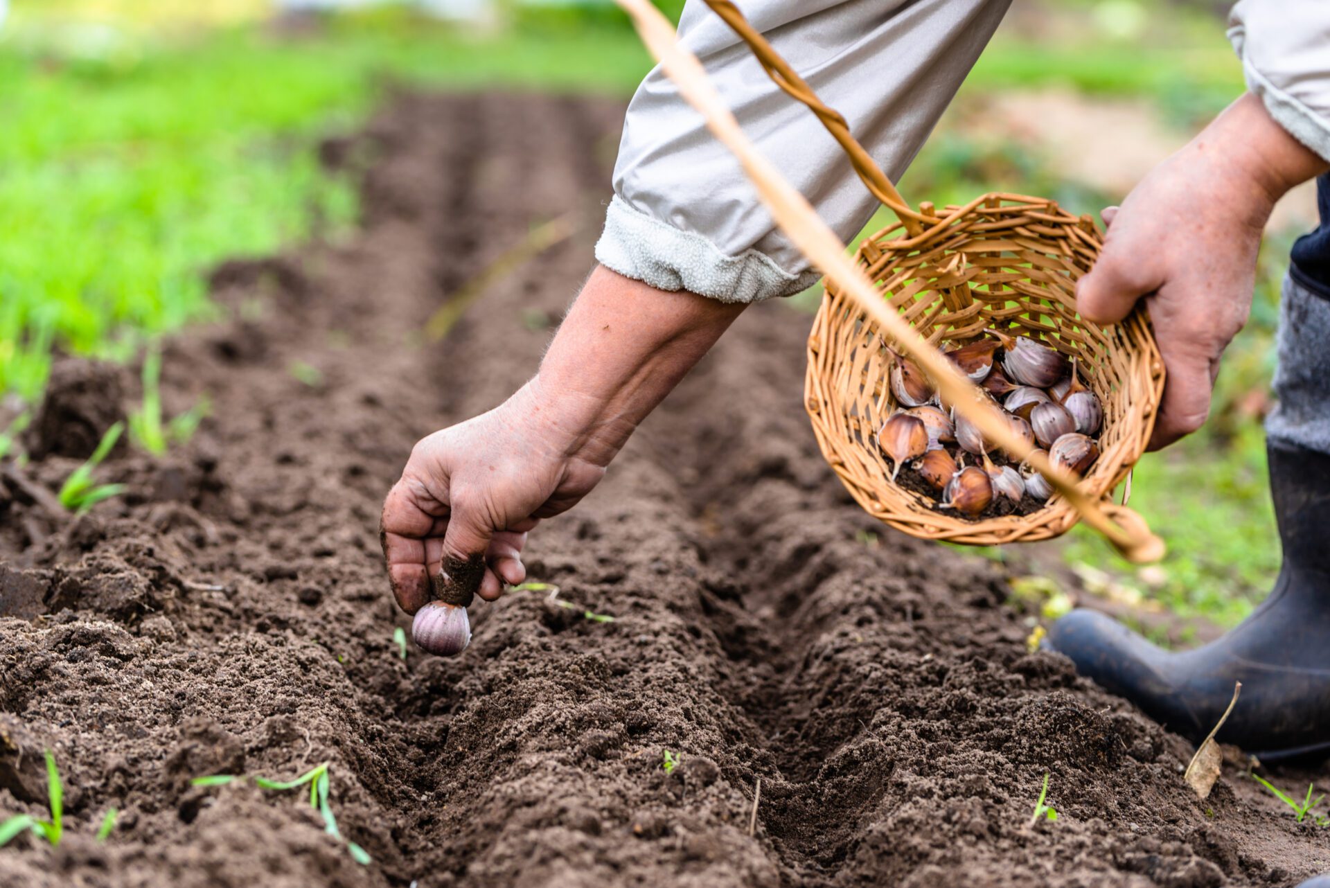 As culturas de bulbos são plantadas no outono.