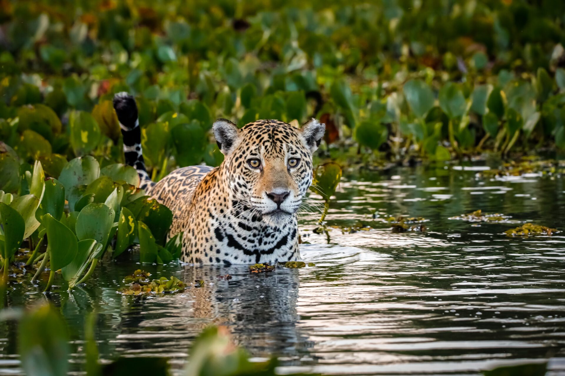 Dia no Pantanal - comhistoria.com.br