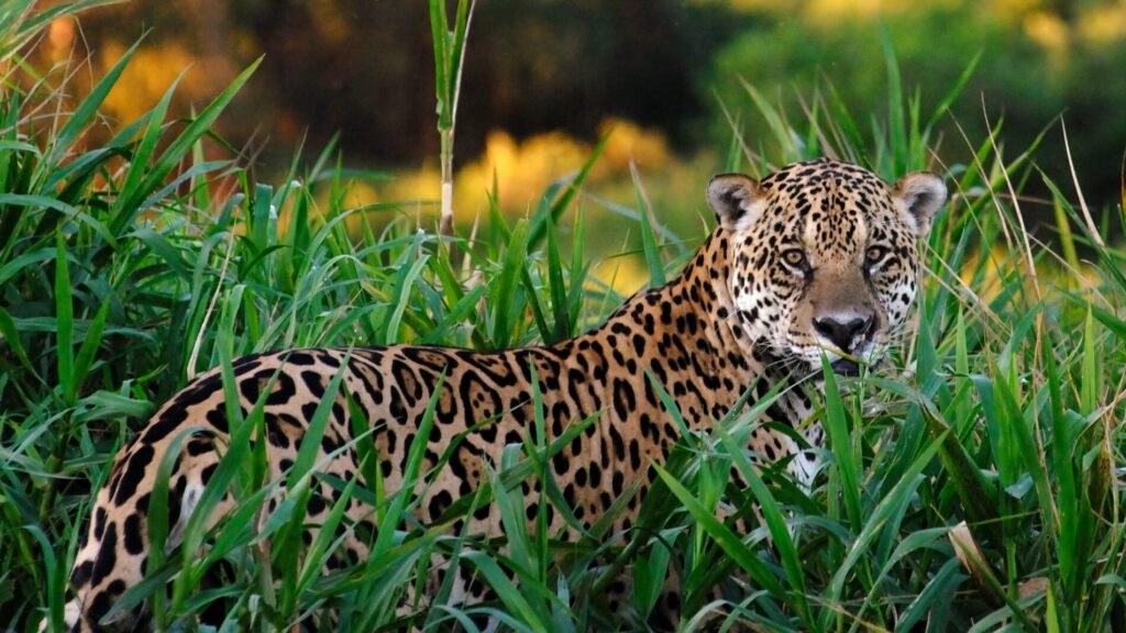 As onças-pintadas são essenciais para manter a biodiversidade nas florestas tropicais e em outros habitats onde elas ocorrem.