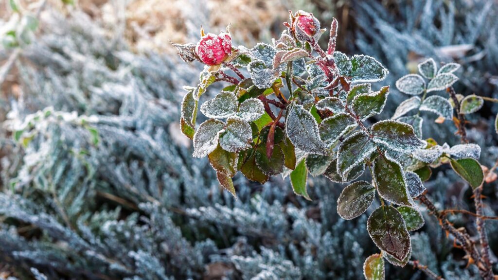 Assim que as primeiras geadas chegarem, é essencial preparar as rosas para o inverno.