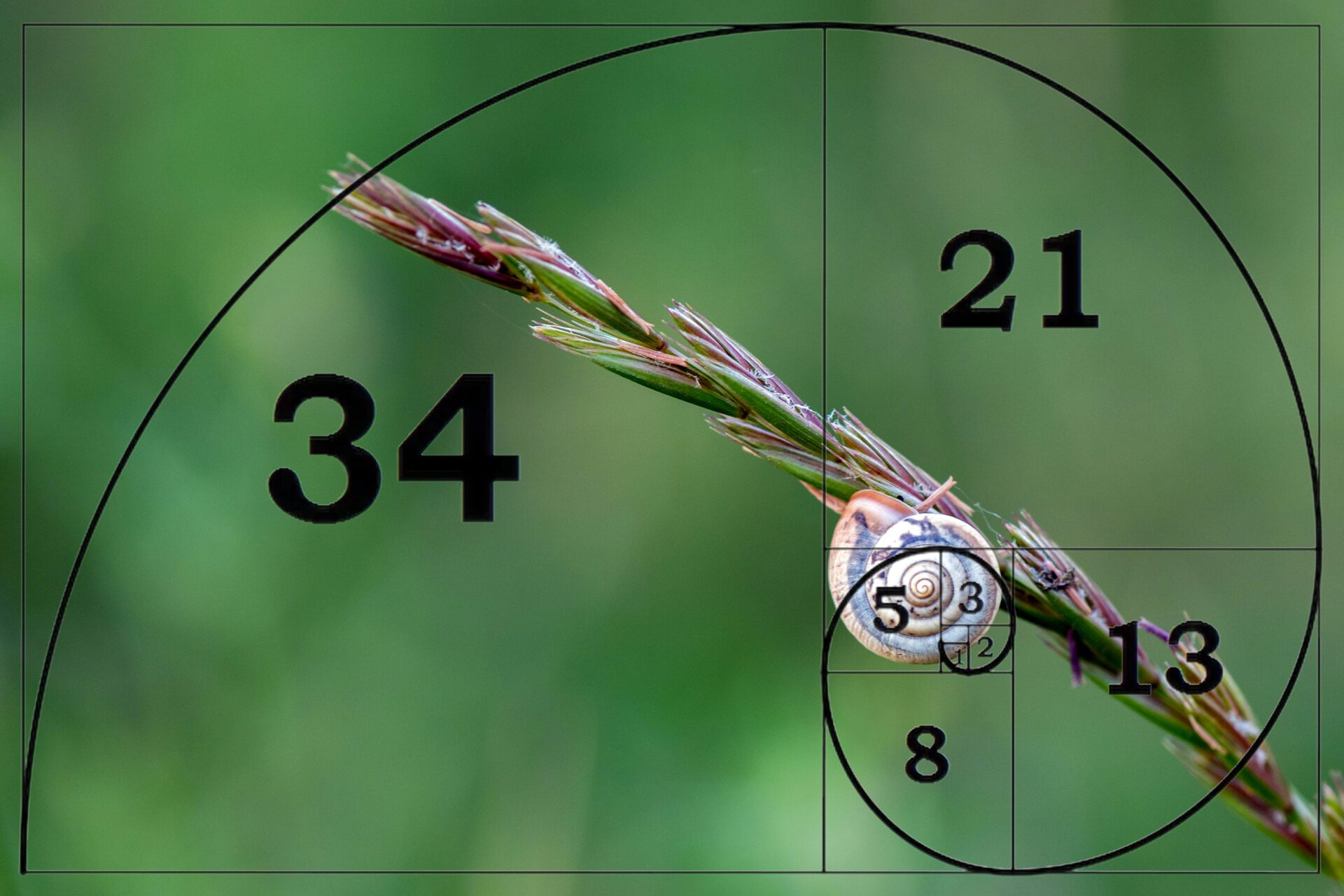 A sequência de Fibonacci é comumente encontrada na natureza.