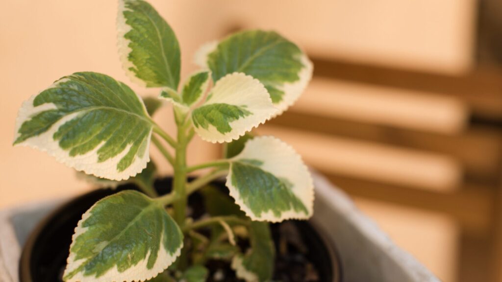 A árvore da rima é uma planta ornamental para o lar. Mas ela tem vários benefícios para a saúde. Você pode usá-la para muitos problemas.