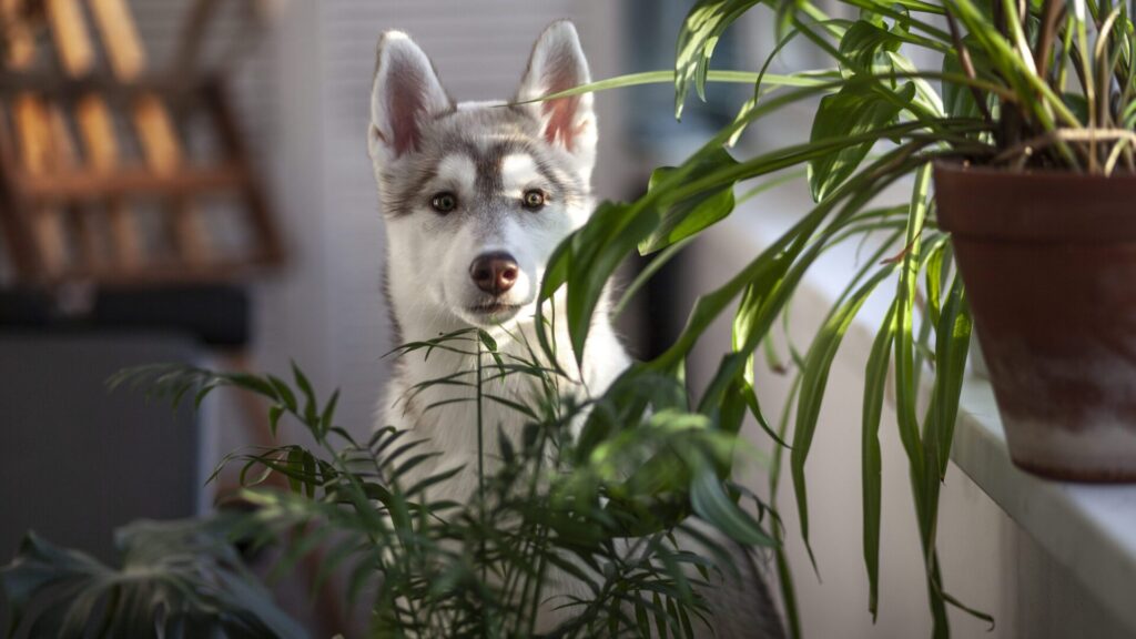 Algumas espécies de plantas podem causar sérios problemas de saúde para seu animal de estimação.