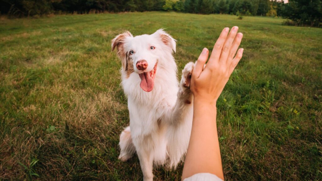 Os animais de estimação trazem muita alegria.