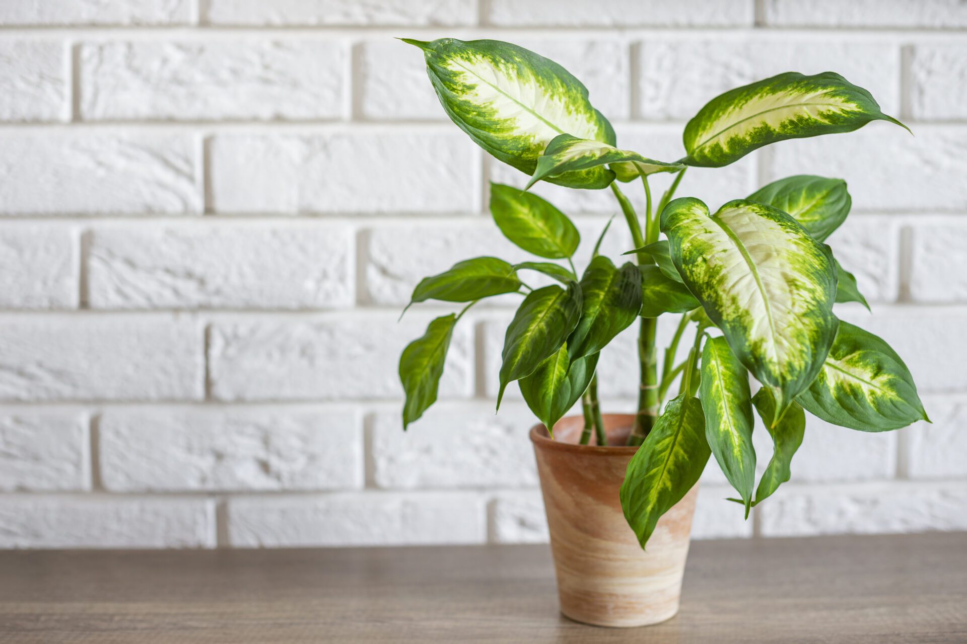 A Dieffenbachia é uma bela flor que ameaça a vida de seus animais de estimação.