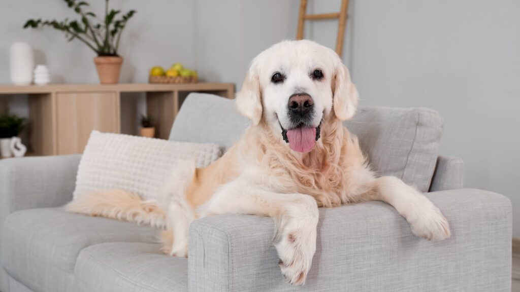Sua casa cheira mal. Mas isso está prejudicando lentamente seu animal de estimação: Os veterinários alertam contra esses produtos de limpeza