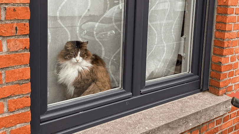 Os gatos gostam de olhar pela janela, mas um momento de desatenção pode ser suficiente para fazê-los cair. E nem sempre eles caem de quatro.