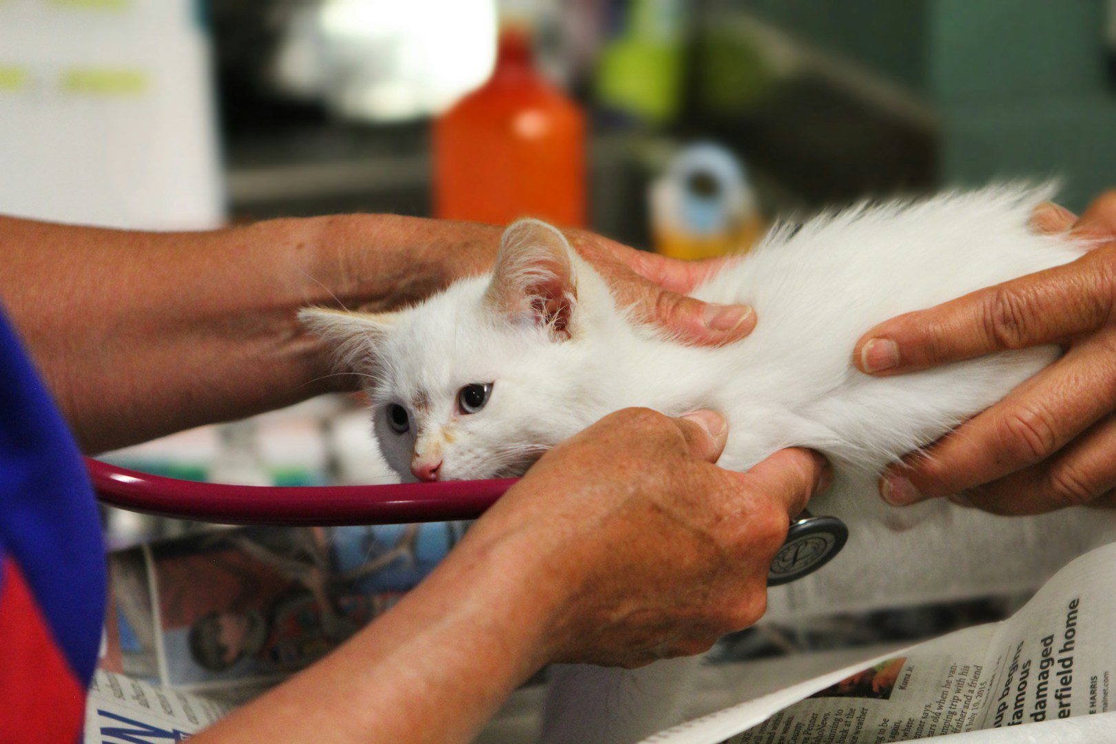 Se um gato cair de uma grande altura, é muito perigoso para ele. Você acabará no veterinário com ele apenas na melhor das hipóteses.