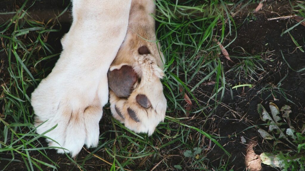 As patas do cão são macias, macias, se o cão nos cutuca com elas, é fofo e brincalhão. Mas você sabe o que faz com que elas tenham um cheiro tão doce?