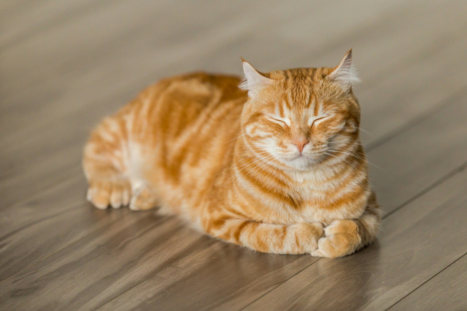 Se o gato estiver vomitando, pelo menos na maioria dos casos você sabe o que o está incomodando. Mas se ele estiver engasgando, é mais complicado.