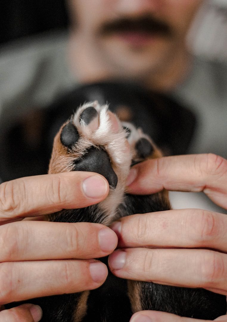 O cheiro adocicado das patas dos cães é percebido de forma um pouco diferente por cada proprietário, mas na maioria das vezes é descrito como o cheiro de pipoca. Mas a realidade não é muito atraente.
