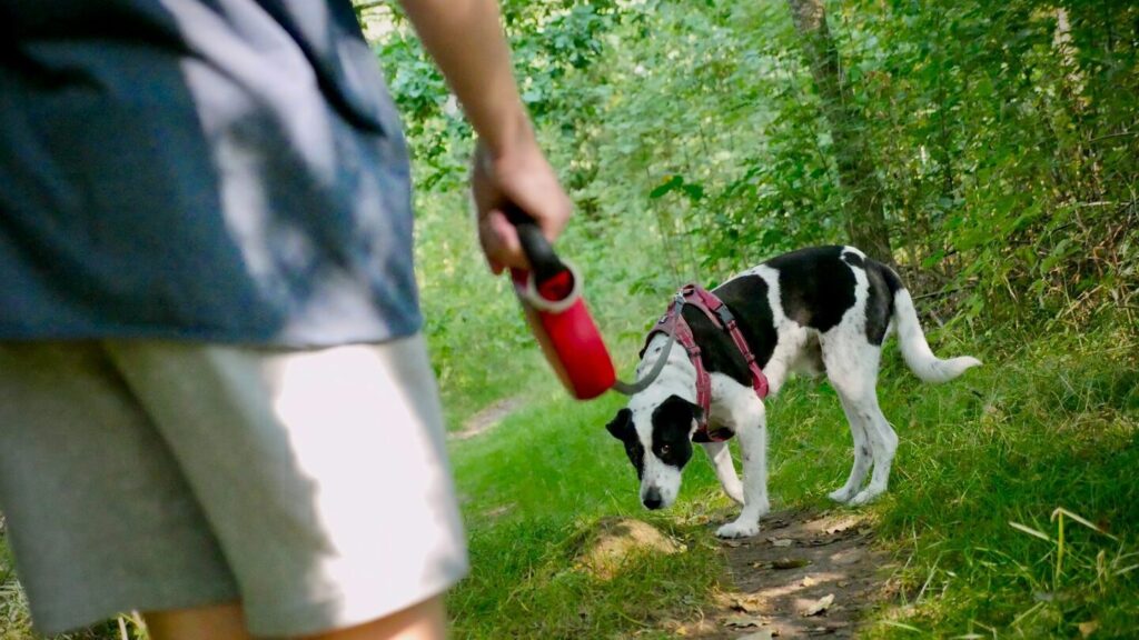 Você tem um cachorro em casa e o leva para passear? Às vezes ele apenas cheira e se recusa a defecar. Mas geralmente não é nada sério.