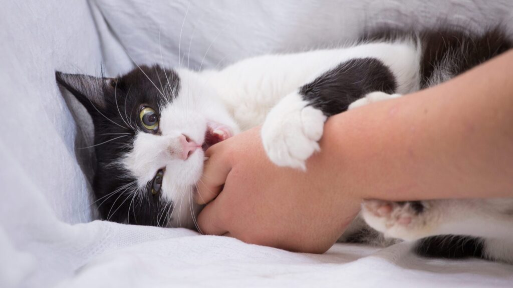 5 razões pelas quais os gatos mordem repentinamente quando são acariciados