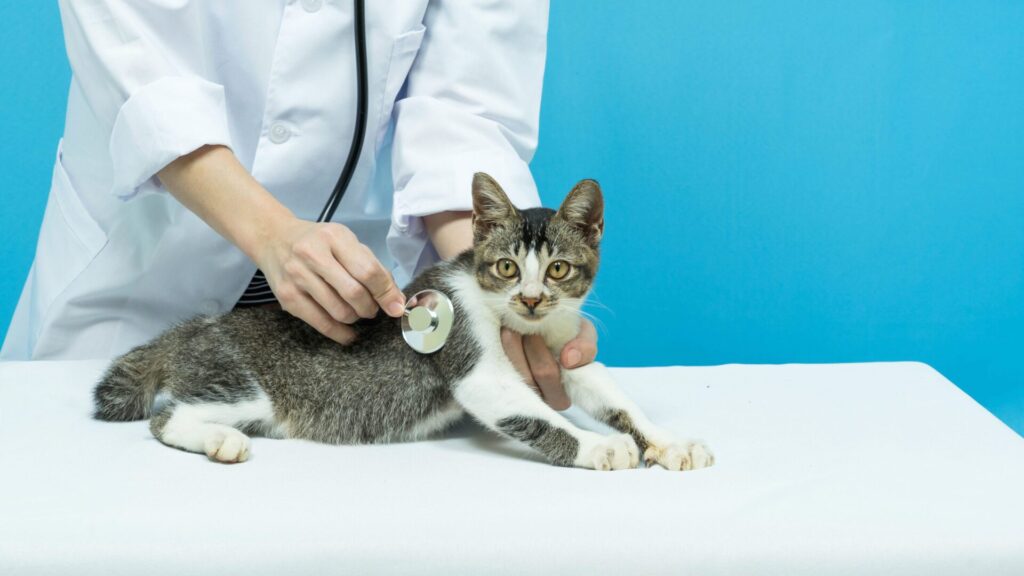 Já aconteceu de seu gato engasgar, mas no final não vomitar? Talvez você deva levá-lo a um veterinário.