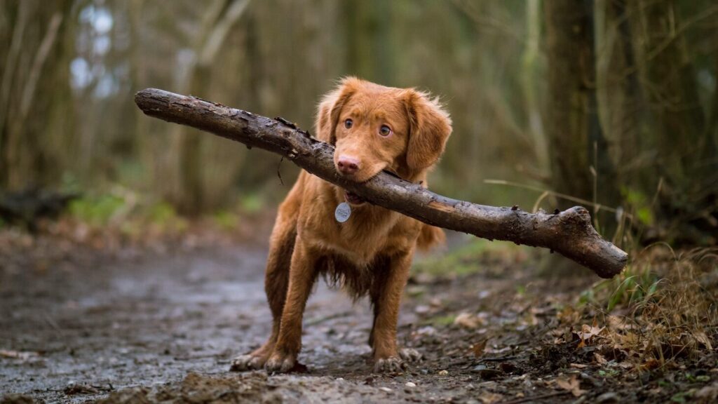 Esses cães ignoram comandos, regras e você. E mesmo assim você os ama: As raças de cães mais idiotas
