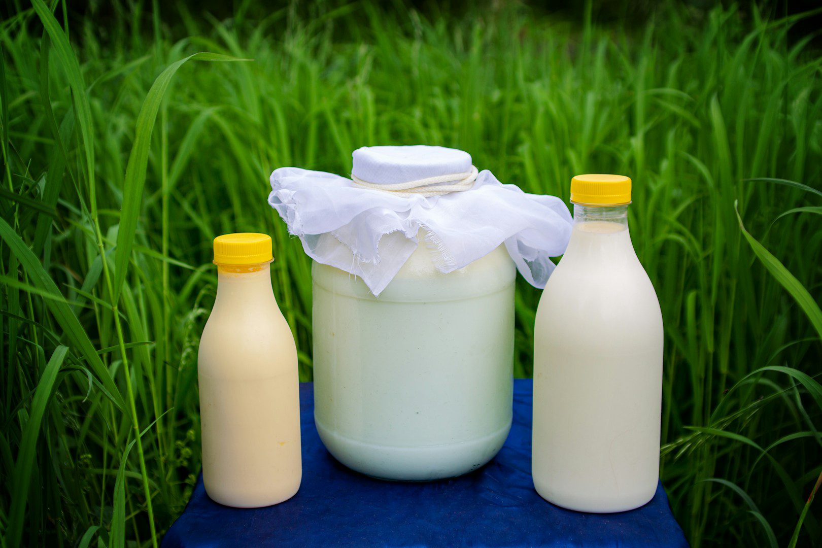 Ele contém muitas vitaminas e minerais. Por que você deve consumir leite de cabra regularmente em idade avançada?