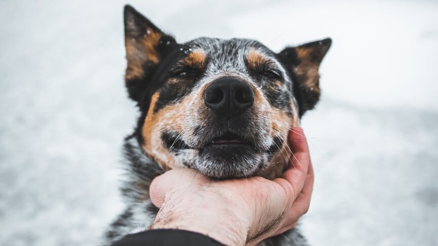 Um cão não é um carpete: pare de esfregá-lo como um pano