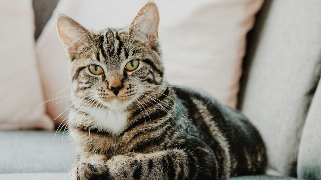 Os gatos demonstram amor por seus donos de diferentes maneiras. Uma delas é babar de felicidade. Como isso acontece e por que exatamente?