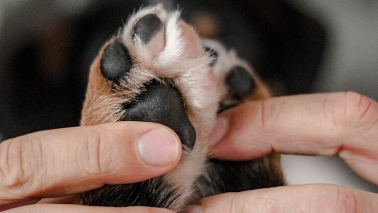 As patas dos cães são muito sensíveis. E algumas superfícies podem machucá-las. Especialmente no inverno.