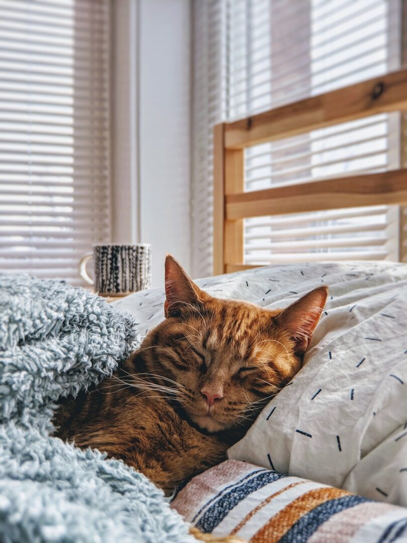 Às vezes, a salivação excessiva em gatos significa satisfação. Mas quando é preciso ter cuidado e visitar o veterinário?