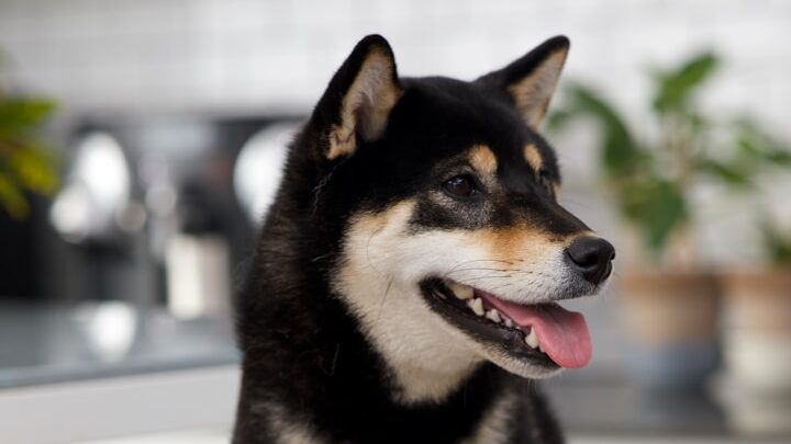 Raças raras: quase ninguém conhece esses cães