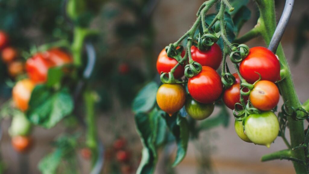 Você deve começar a cultivar tomates dentro de casa em março se quiser uma colheita abundante no verão