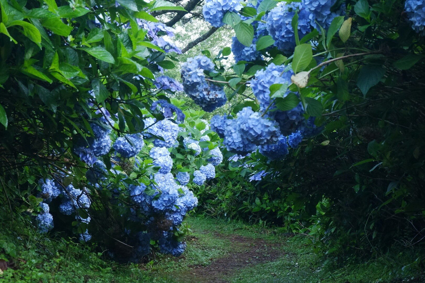 As hortênsias são plantas lindas, mas precisam dos cuidados certos. Se você cuidar bem delas após o inverno, elas lhe agradecerão mais tarde com lindas flores.