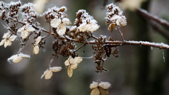Após um inverno frio, as hortênsias podem sofrer com a geada. Isso não significa que elas não crescerão e se tornarão plantas saudáveis.