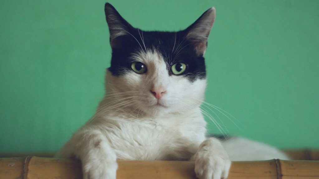 Embora um gato possa parecer um animal calmo, com o tempo ele pode se tornar um animal agressivo. E há vários motivos para isso.