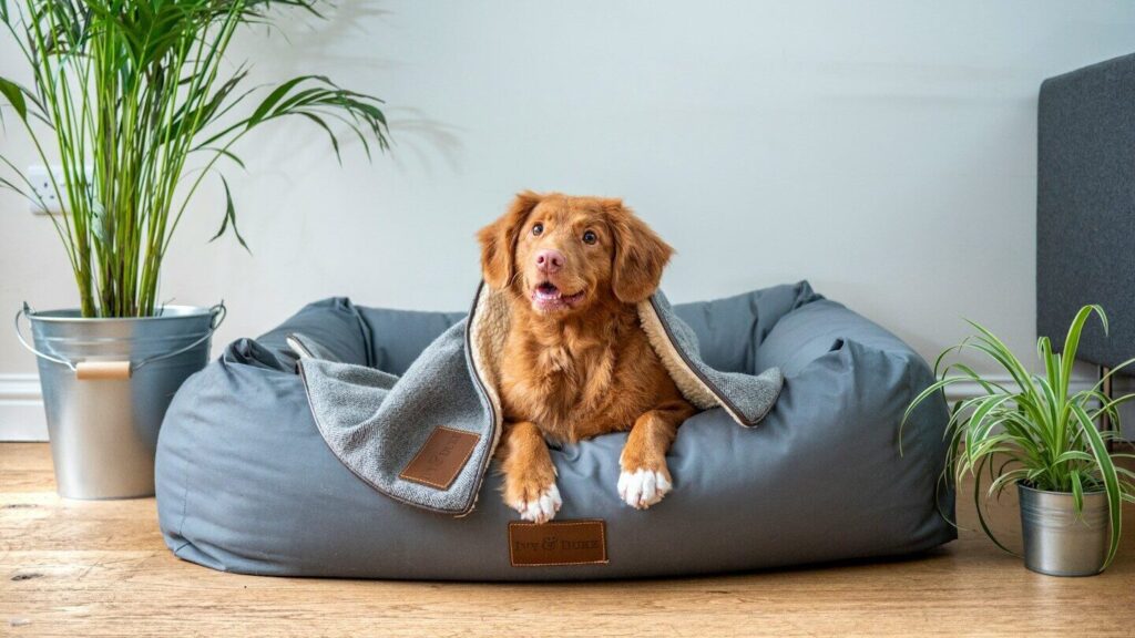 Seu animal está se coçando mais do que o normal: Você pode estar perdendo os primeiros sinais de uma alergia alimentar