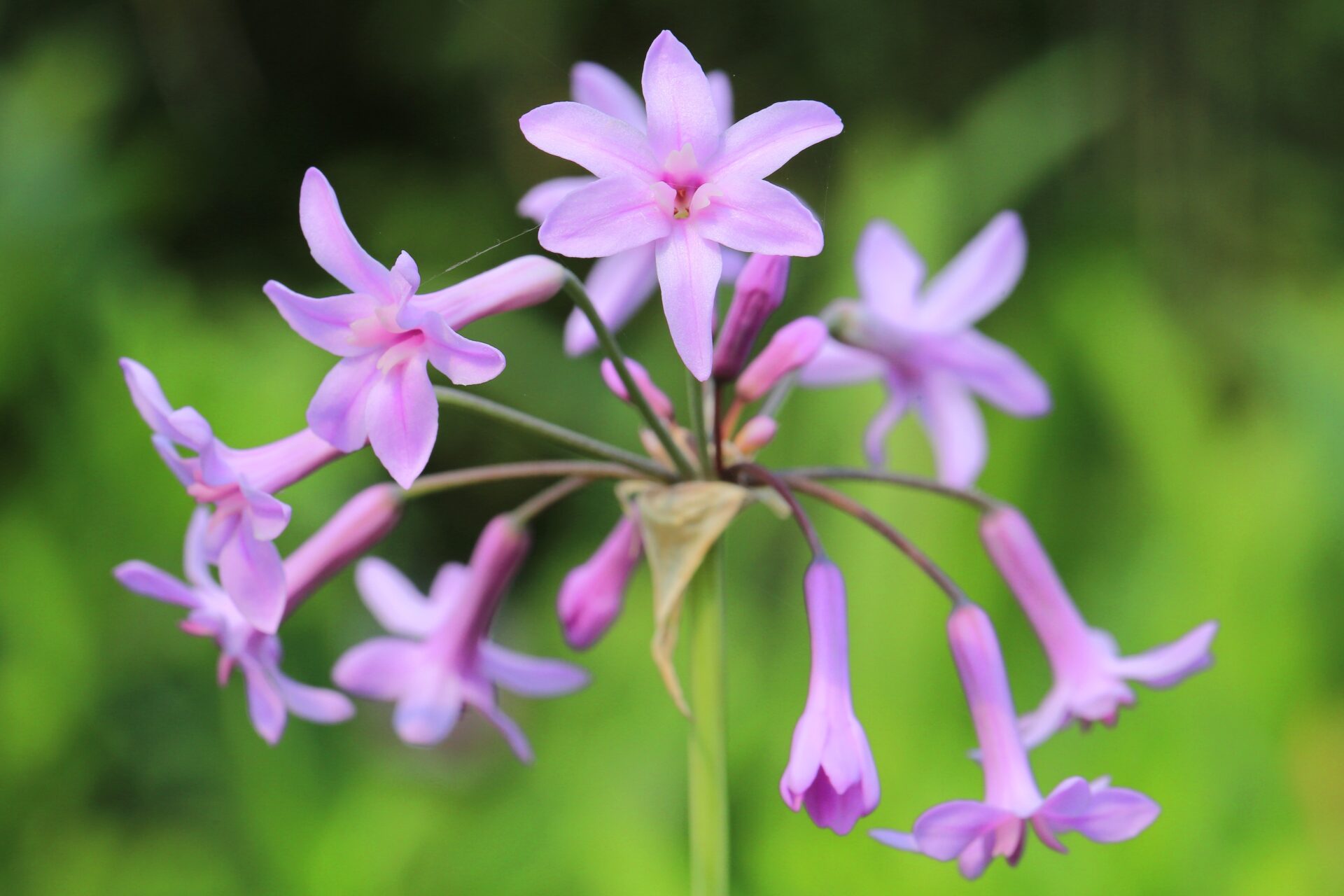 A Tulbagia tem lindas flores roxas.