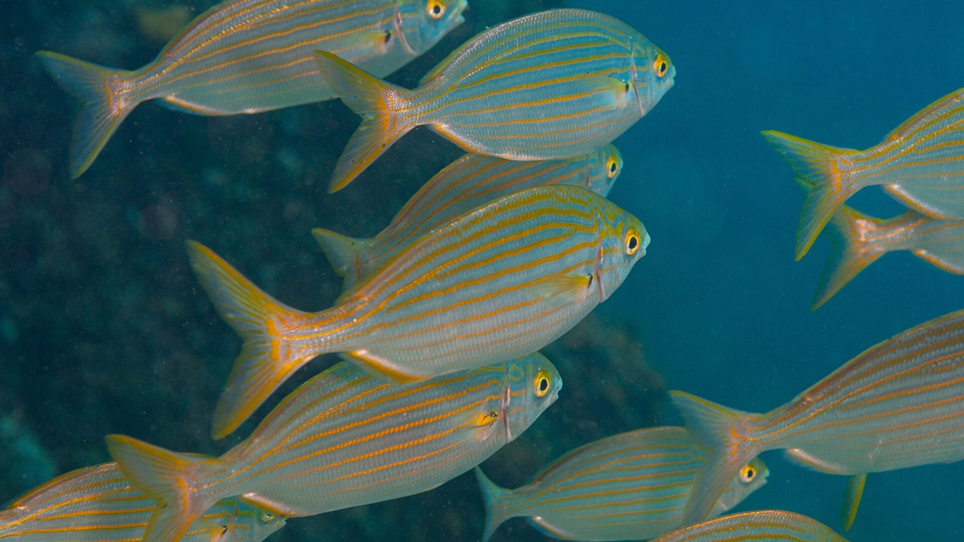 Sarpa salpa é um peixe que induz a alucinações.
