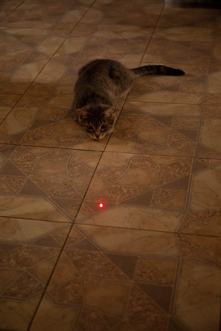 Um apontador a laser é um equipamento praticamente obrigatório para os proprietários de gatos. O que eles não percebem é que, muitas vezes, eles estão realmente machucando o animal.