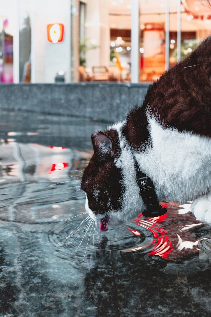 Seu gato bebe de poças d'água mesmo tendo uma tigela de água em casa? Talvez seja porque a tigela está no lugar errado.