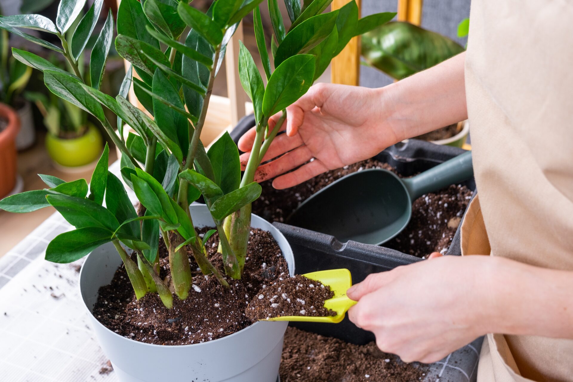 O cultivo da Zamiokulkas é simples. Ela é resistente e se adapta a qualquer ambiente.